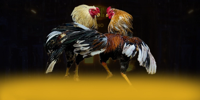 VWIN - Tổng kết hành trình phát triển dành cho người chơi.