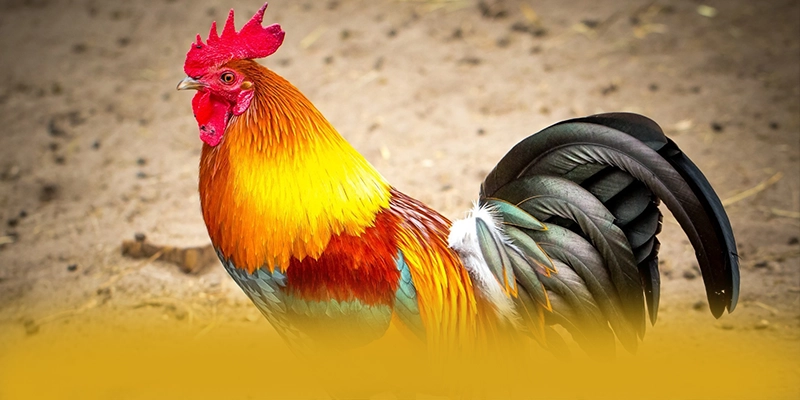 CONGA6789 - Nhà cái có quà tặng đặc biệt được giới cược thủ đánh giá cao – Khám phá chi tiết CONGA6789