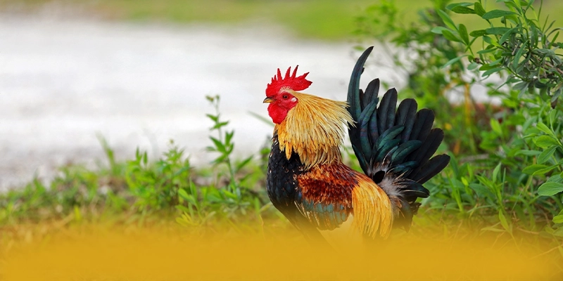 GO8 - Thương hiệu được cộng đồng yêu thích nhất được yêu thích nhất – Khám phá ngay GO8 GO8 - Thương hiệu được cộng đồng yêu thích nhất được yêu thích nhất – Khám phá ngay GO8