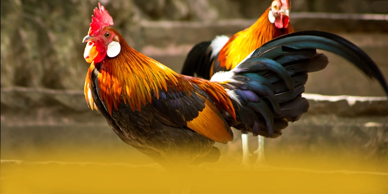 
Cùng trải nghiệm GEM88 - Sảnh game hàng đầu Việt Nam được quan tâm
