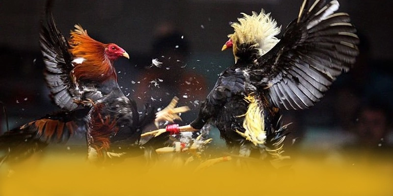 SUNWIN - Sảnh game đáng tin cậy được giới chuyên môn đánh giá cao – Tìm hiểu về độ tin cậy và bảo mật tại SUNWIN