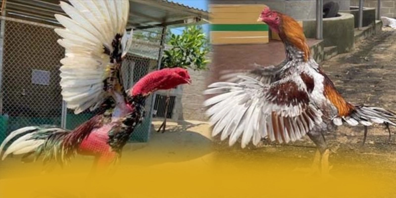 FAFA191 – Cổng giải trí được nhiều người chơi lựa chọn, được giới cược thủ đánh giá cao.