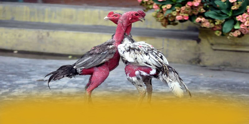 tỷ lệ kèo bóng đá - Sân chơi được đánh giá cao về chất lượng trên thị trường – Khám phá những game hot đến từ tỷ lệ kèo bóng đá tỷ lệ kèo bóng đá - Sân chơi được đánh giá cao về chất lượng trên thị trường – Khám phá những game hot đến từ tỷ lệ kèo bóng đá