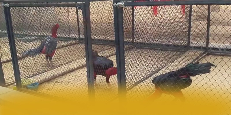 tỷ lệ kèo bóng đá - Thương hiệu mượt mà trên thị trường tỷ lệ kèo bóng đá - Thương hiệu mượt mà trên thị trường